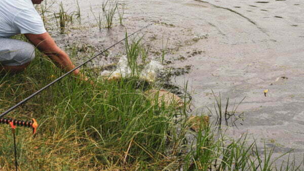 Tutism pescăresc - Balta Milotina