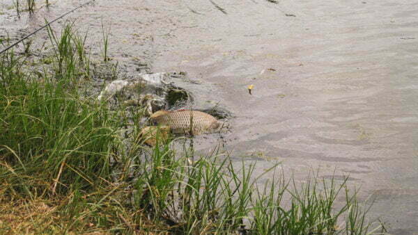Tutism pescăresc - Balta Milotina