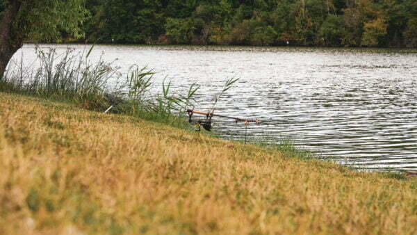 Tutism pescăresc - Balta Milotina