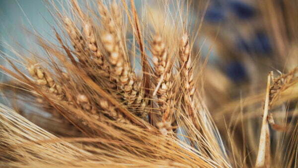 Turism pescăresc - Tina's Guest House