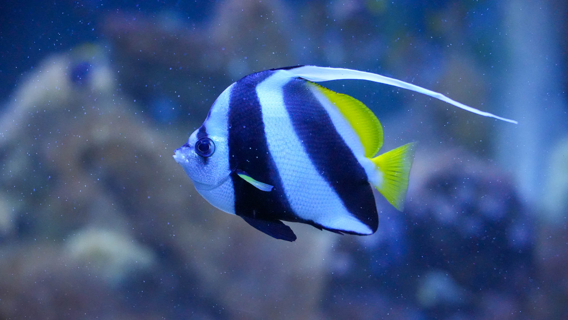 Muzeul de Științe ale Naturii Răsvan Angheluță